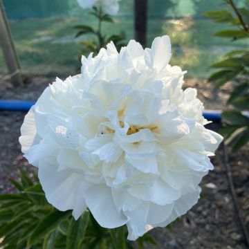 Peonia lactiflora Mistress