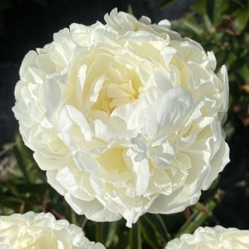 Peonia lactiflora Mrs JV Edlund