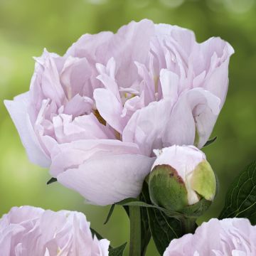 Peonia lactiflora Pink Vanguard