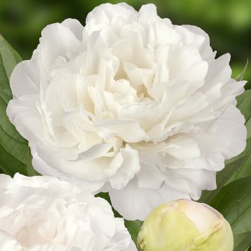 Pivoine lactiflora Puffed Cotton