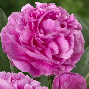 Peonia lactiflora Think pink