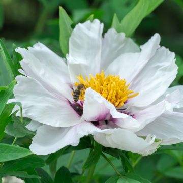 Peonia ostii Feng Dan Bai