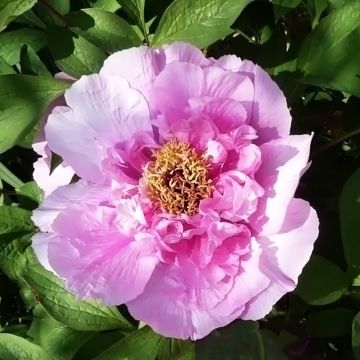 Peonía arbustiva Fen He Piao Jiang - Paeonia suffruticosa