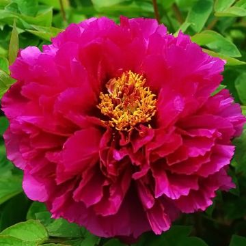 Peonía arbustiva Luo Yang Hong - Paeonia suffruticosa