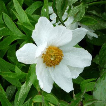 Peonia emodi Early Windflower