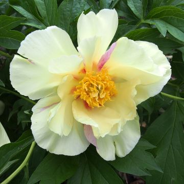 Peonia Itoh Viking Full Moon