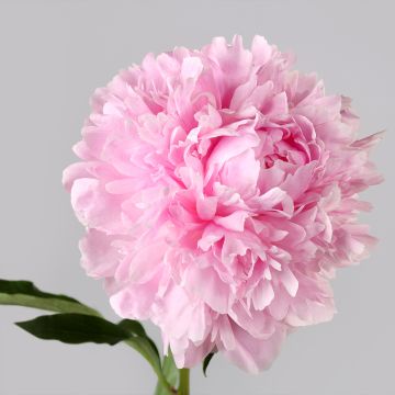 Peonia lactiflora Albert Crousse