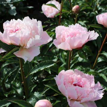 Peonia lactiflora Alertie