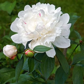 Peonia lactiflora Avalanche