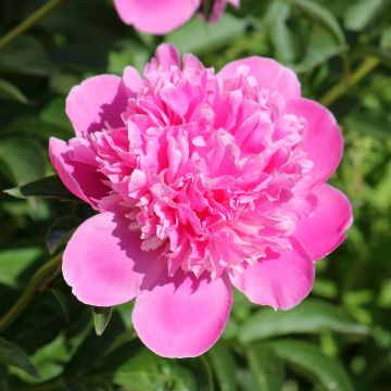 Peonia lactiflora Bouquet Perfect