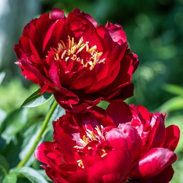 Peonia lactiflora Buckeye Belle