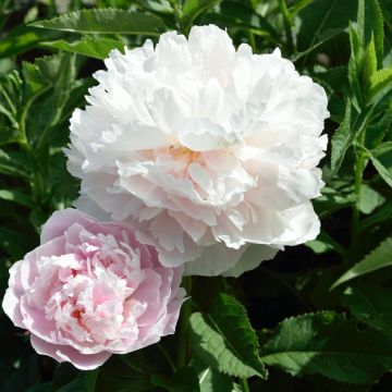 Peonia lactiflora Fleur de Pêcher