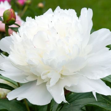 Peonia lactiflora Gardenia