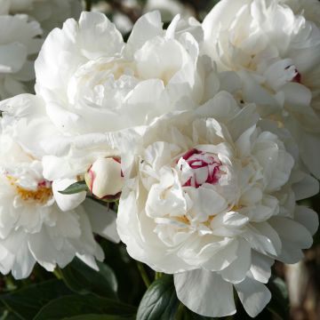 Peonia lactiflora Marie lemoine