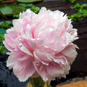 Peonia lactiflora Morning Kiss