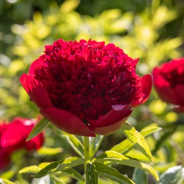 Peonia lactiflora Red Charm