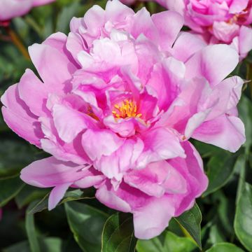 Peonia lactiflora Sea Shell