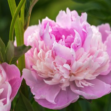 Peonia lactiflora Sorbet