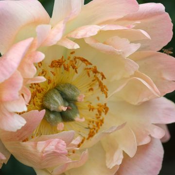 Peonia lactiflora King's Day