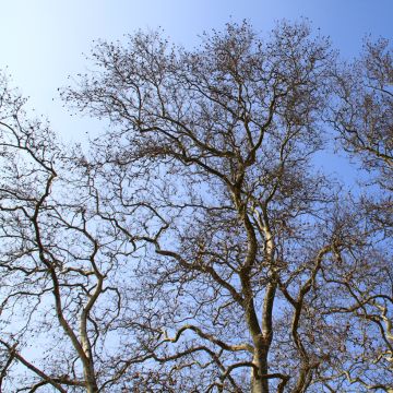 Platanus hispanica - Plátano de sombra