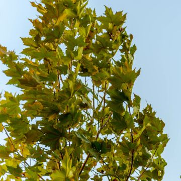 Platanus hispanica Malburg - Plátano de sombra