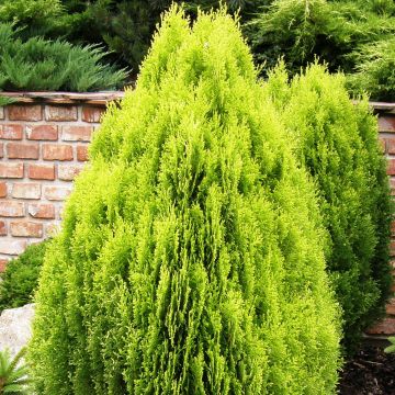 Platycladus orientalis Aurea Nana - Árbol de la vida