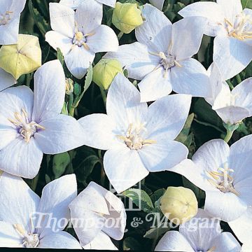 Platycodon grandiflorus Fuji White (semillas)