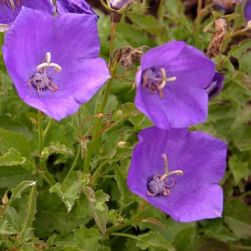 Platycodon grandiflorus Astra Blue - Campanilla china