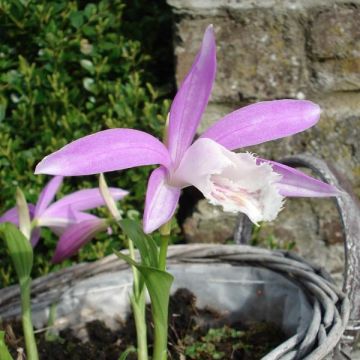 Pleione formosana (bulbo)