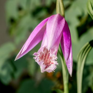 Pleione formosana