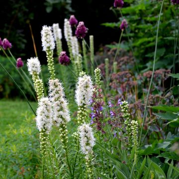 Liatris spicata Alba - Densa estrella ardiente