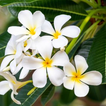 Plumeria obtusa - Frangipani blanco