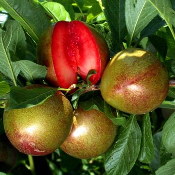 Ciruelo Pluot Flavor Supreme