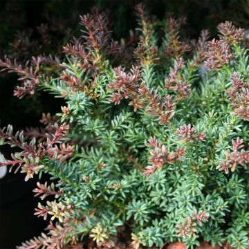 Podocarpus lawrencei Red Tip - Mañíos