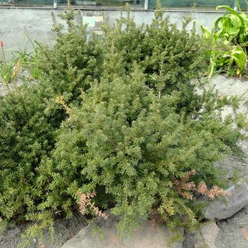 Podocarpus nivalis - Mañíos