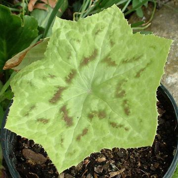 Podophyllum Kaleidoscope