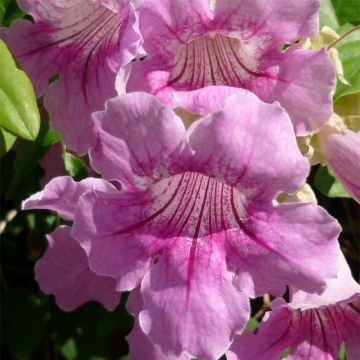 Podranea ricasoliana - Bignonia rosa