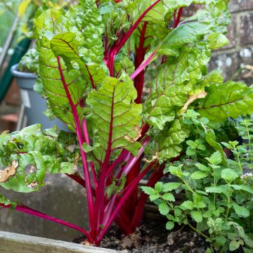 Acelga Rhubarb Chard (semillas)