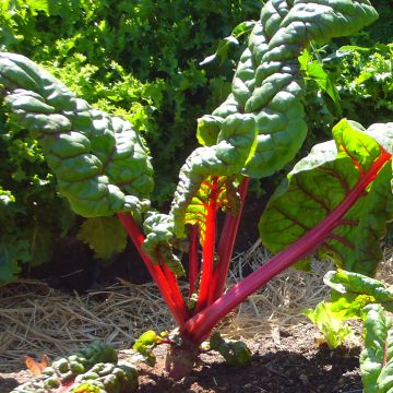 Acelga Rhubarb Chard