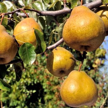 Peral enano Delbard d'Automne