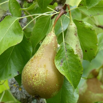 Peral enano Fruit Me Pear Me Conférence