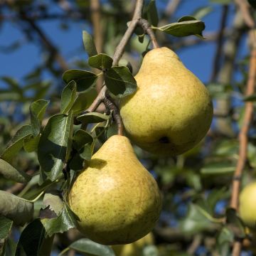 Peral enano Fruit Me Pear Me Williams Bon-Chrétien