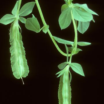 Loto cultivado purpureus - Lotus tetragonolobus