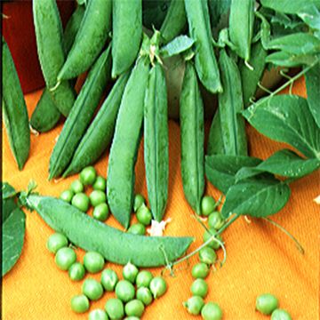 Guisantes verdes Merveille de Kelvedon Bio - Ferme de Sainte Marthe