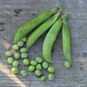 Guisantes verdes Petit Provençal no tratada - Ferme de Sainte Marthe