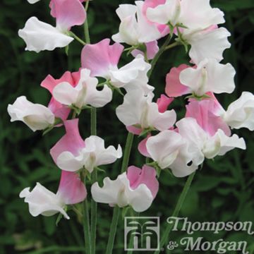 Guisante de olor Promise - Lathyrus odoratus