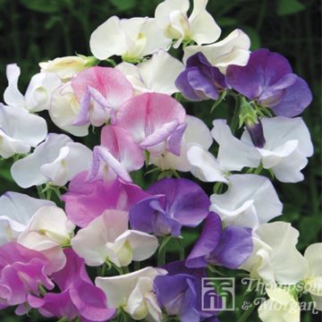 Guisante de olor Scent Infusion - Lathyrus odoratus