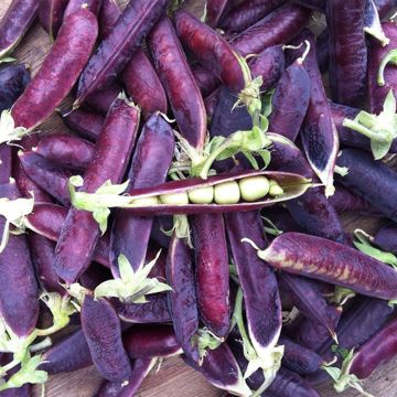 Guisantes verdes Capucine o Blauwschokker