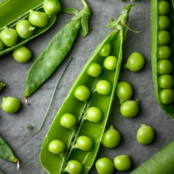 Guisantes verdes Serpette Guilloteaux