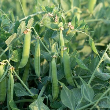 Guisantes verdes Serpette verte de Malines